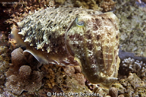 Sepia cuttlefish
Happy New Year-Cuttle
Bunaken Island, ... by Hans-Gert Broeder 